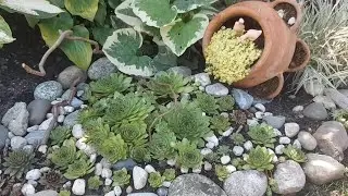 Пересаживаю растения в саду/ высаживаю седумы ( очитки) # Pflanzen im Garten umtopfen 😍