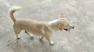 so good bobo #animals #dog #doglover #cute #pets