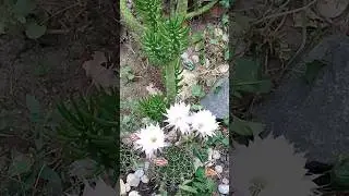 Мої кактуси у вересні !