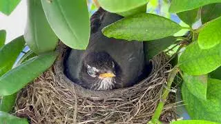 American Robin Feeding Its Chicks - Wonderful Natural Moment