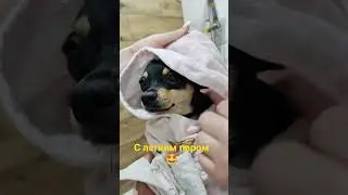 а ваша собака любит купаться? наш да😁