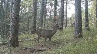 Camera trap: The secrets of forest animals revealed by the camera trap. Coolepro camera trap