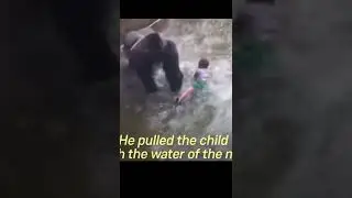 That was sad ~ Gorilla was killed 