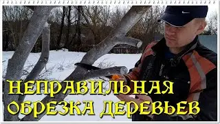 НЕПРАВИЛЬНАЯ ОБРЕЗКА ДЕРЕВЬЕВ. ПОСЛЕДСТВИЯ НЕПРАВИЛЬНОЙ ОБРЕЗКИ.