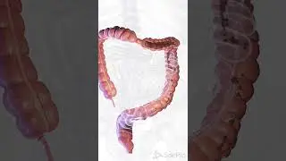 💧 Understanding Diarrhea: Causes and Care 💧  