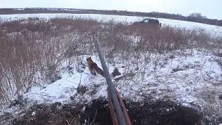 Fox hunting with a burrowing dog. The toughest fox of the season.