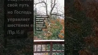 Стих дня. Места Писания 