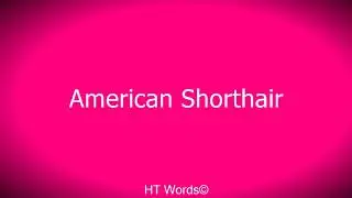 Pronunciation of American Shorthair