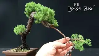Pruning My Clip and Grow Juniper, The Bonsai Zone, June 2023