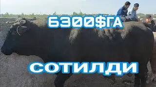 Чироқчи мол бозори