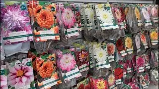 DAHLIAS! Interesting Varieties for Spring 2022. Dahlia varieties, Dahlia Tubers. London.