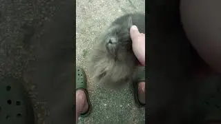 чей то кот или кошка