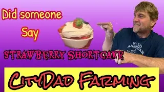 Plant City Strawberry Festival