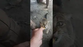 Кот ест
