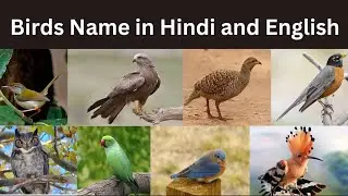 पक्षियों के नाम | 50+ Birds Name in Hindi and English | List of Birds #birdsnames  #educationalvideo