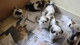 Pups Shih tzu New arrivals . Suriya 9916672339 #instagram