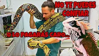 SERPIENTES PELIGROSAS -LAGARTOS SORPRENDENTES -RANAS VORACES -CAMALEON PRECOZ y ESCARABAJO SORPRESA!