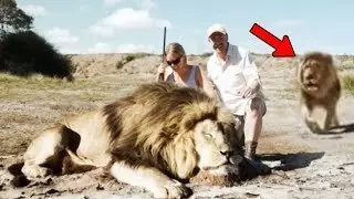 Aslanı Öldürüp Fotoğraf Çekmeye Çalıştılar Fakat 2. Aslanı Fark Edemediler.