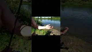 Потаскали окуней на спиннинг!