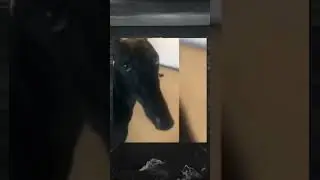 #собака