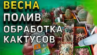 Полив и обработка кактусов. Весна. Уход за кактусом весной.