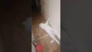 Самоед. Наша любимица.