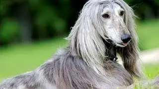 Афганская борзая (Afghan Hound). Породы собак (Dog Breed)