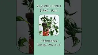 25 Plants I Can’t Stand, Part 1. Watch the full video on my channel! 🪴 #plants #houseplants #shorts