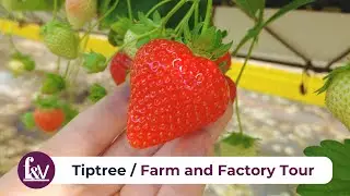 Farm and Factory Tour | Tiptree