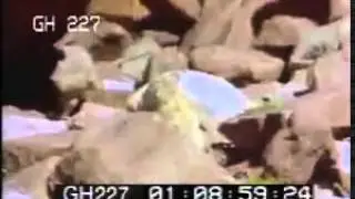 animal mating real