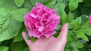 Еду в гости! Наталия- фанат растений.🏡19.05.22.