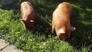 pet pigs at River's Edge Goat Dairy