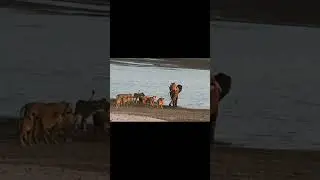Слоненок борется за жизнь до конца