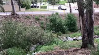 Coyotes in the Neighborbood Morning Dog Walk