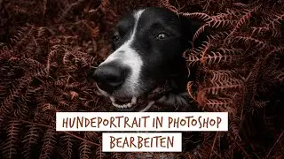 Hunde Foto in Photoshop bearbeiten - Eine komplette Bildbearbeitung