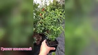 Уходит ли гранат комнатный в «спячку» в комнатных условиях?
