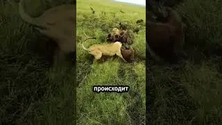 Одинокий лев против стаи гиен! 🦁🔥 