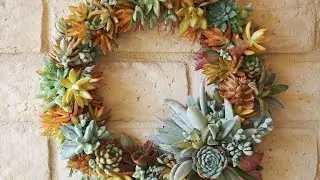 How to Make a Succulent Wreath, DIY