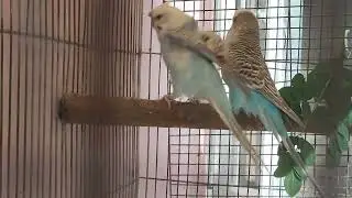 Training my budgie cinnamon pair to eat moringga, funny budgie hen