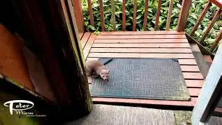 Curious marten attracts attention from dog and owner