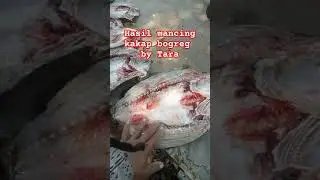 HASIL MANCING BARRAMUNDI BAGAN BOGREG BEKASI #mancing #ikan #kakap_putih