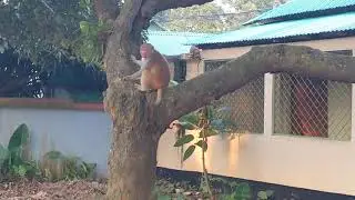 Monkey Plays Friendly With Mom & Dad With There Friends ||  Baby Monkey || Monkey's Life