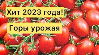 Крепкая Рассада Получится Даже у Ребенка! Семена Для Выращивания Детьми!