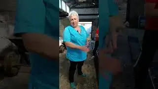 Свинья-гермафродит. Отчего появляются животные - гермафродиты?
