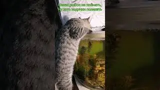 Смешные кошечки Опять не удалась рыбалка