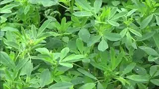 Обмен опытом с ЭКОСАД под руководством Алексея Васильевича Ткачука  Культурооборот в питомнике