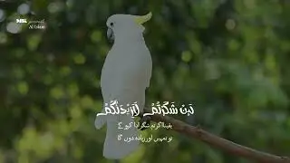 Arabic Nasheed Status
