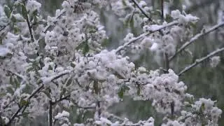 Майский снег
