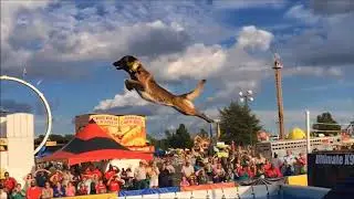 Belgian Malinois, Amazing Athlete!!!