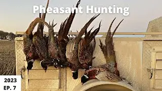 Pheasant Hunting in Iowa and MN EP. 7